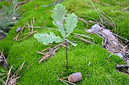 橡樹,moss,橡子