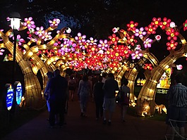 灯笼,梅花,亚洲