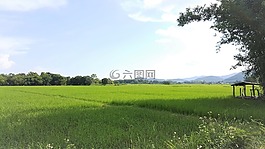 稻田,綠色,天空
