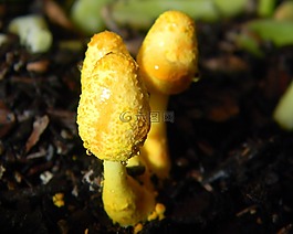 菌類,木材,濕