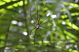蜘蛛,性質(zhì),戶外