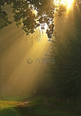 離,霧,樹木