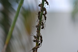 蜜蜂,黃蜂,昆蟲(chóng)