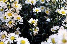 雛菊,margaridinhas,鮮花