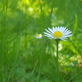 雛菊,草,花