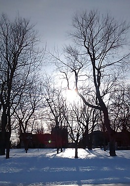 公園,太陽,冬天