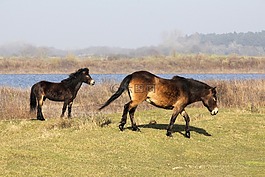 konikspaard,马驹,肯内梅兰