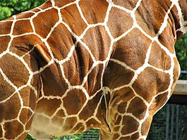 性質,動物,野生動物
