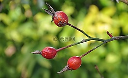 水果,漿果,紅色