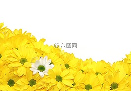 鲜花,菊花,黄色