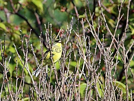 野生鳥類,鳥,自然