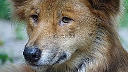 动物,野狗,捕食者