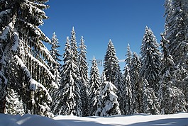 冬天,雪,藍(lán)色的天空