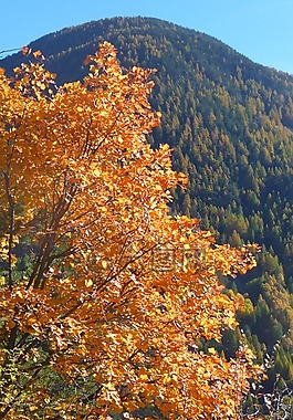 秋天,樹(shù),顏色