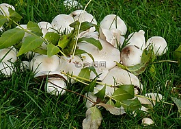 蘑菇,秋季,性質(zhì)