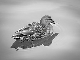 鴨,鳥,水
