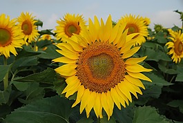向日葵,花,詳細