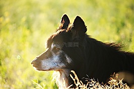 狗,邊框,晨光