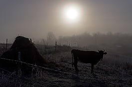 牛,日出,哺乳動(dòng)物