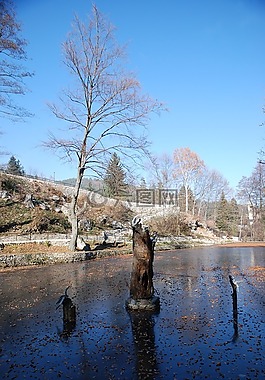 自然,樹(shù),藍(lán)色的天空