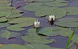 睡蓮,水域,湖