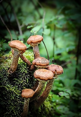 蘑菇,森林,苔