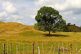 樹,性質(zhì),景觀