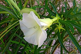 花,夾竹桃,植物區(qū)系