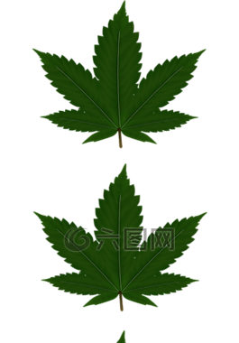 大麻,葉子,三