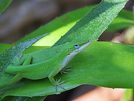 爬行動物,蜥蜴,綠色和白色