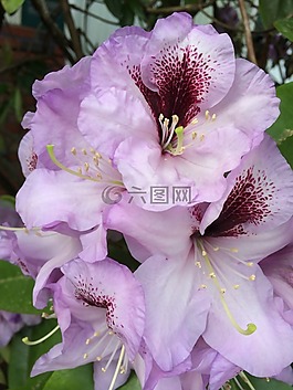 花,自然,春