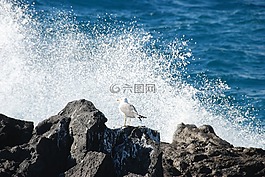海鷗,沖浪,沖浪潮