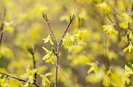 連翹,黃色花,春天