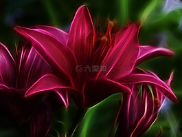 分形,花絲,粉紅色