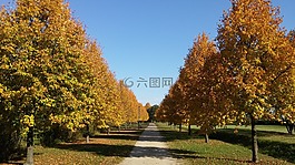 大道,離,秋季