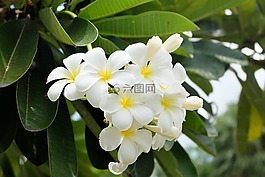 花,樹,布盧姆