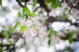 白色的花,春天的花朵,花树