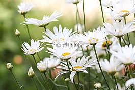 鮮花,洋甘菊,花卉