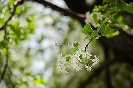 木材,白色的花,景观