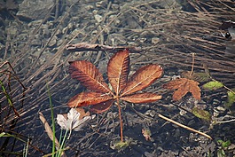 葉子,湖,秋季
