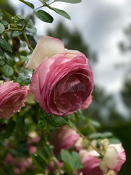 玫瑰,花,花的