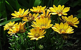 花,雜色菊,黃