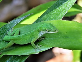 爬行動物,蜥蜴,綠色和白色