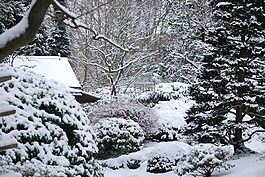 冬天,花園,雪