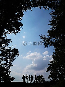 樹,性質(zhì),景觀