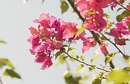 花,上午,公園