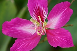 花,自然,植物區(qū)系