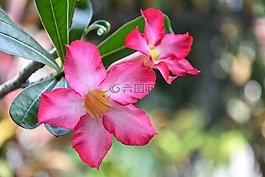 花,自然,植物區(qū)系