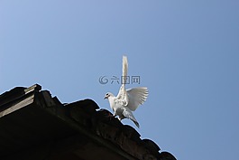 鴿子,風景,杭州