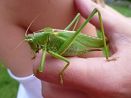 蚱蜢,偉大的綠色,tettigonia viridissima
